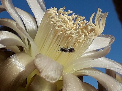 Monitoreo de flora
